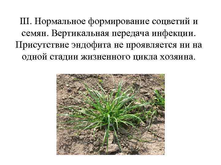 III. Нормальное формирование соцветий и семян. Вертикальная передача инфекции. Присутствие эндофита не проявляется ни