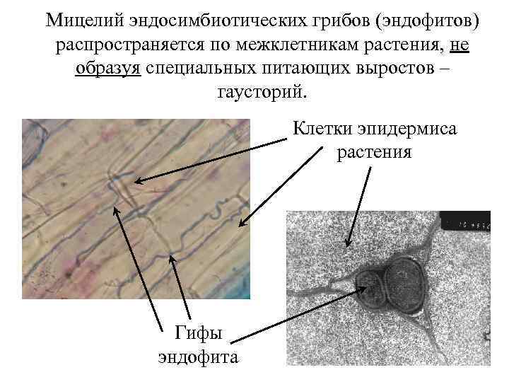 Мицелий эндосимбиотических грибов (эндофитов) распространяется по межклетникам растения, не образуя специальных питающих выростов –