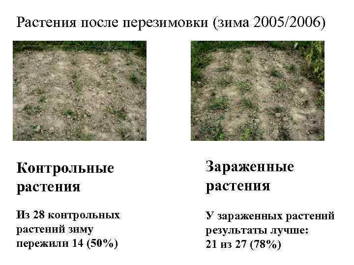 Растения после перезимовки (зима 2005/2006) Контрольные растения Зараженные растения Из 28 контрольных растений зиму
