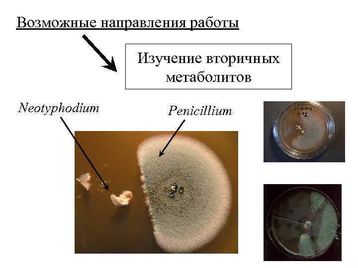 Возможные направления работы Изучение вторичных метаболитов Neotyphodium Penicillium 