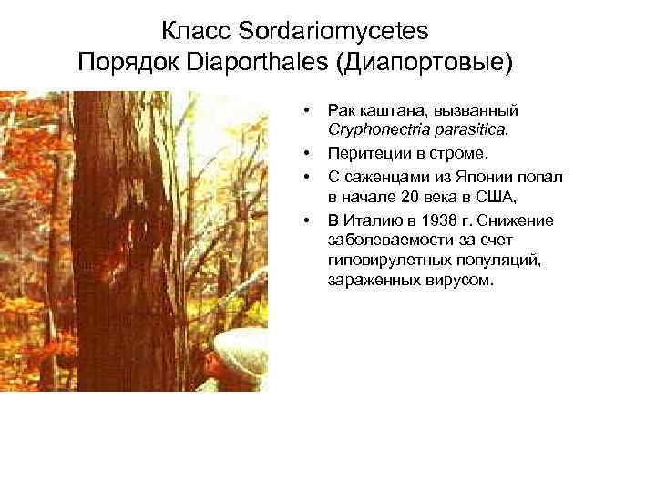 Класс Sordariomycetes Порядок Diaporthales (Диапортовые) • • Рак каштана, вызванный Cryphonectria parasitica. Перитеции в