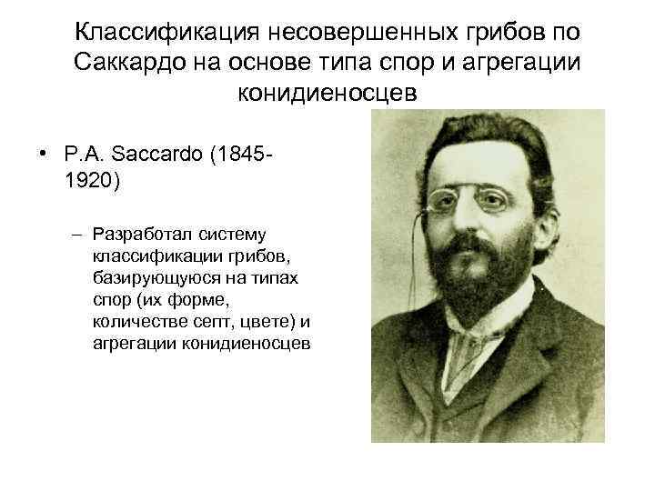Классификация несовершенных грибов по Саккардо на основе типа спор и агрегации конидиеносцев • P.
