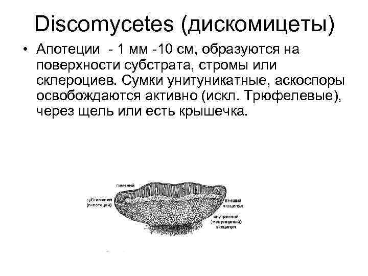 Discomycetes (дискомицеты) • Апотеции - 1 мм -10 см, образуются на поверхности субстрата, стромы