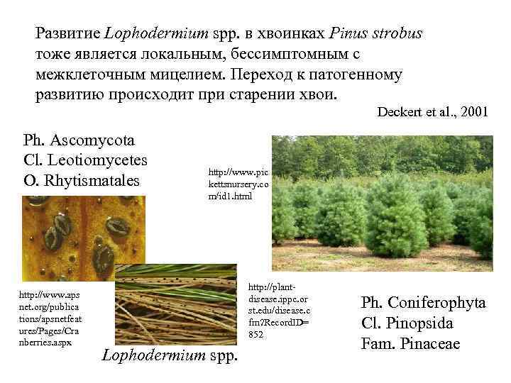 Развитие Lophodermium spp. в хвоинках Pinus strobus тоже является локальным, бессимптомным с межклеточным мицелием.