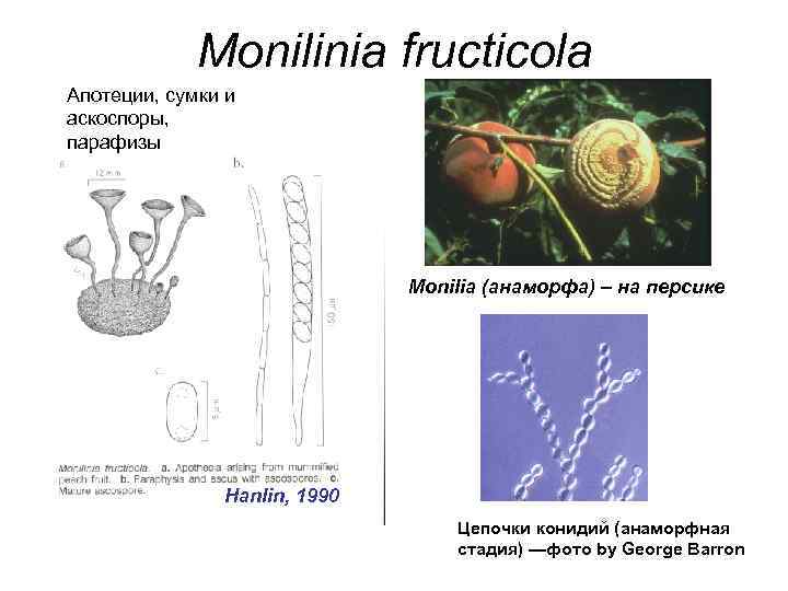 Monilinia fructicola Апотеции, сумки и аскоспоры, парафизы Monilia (анаморфа) – на персике Hanlin, 1990