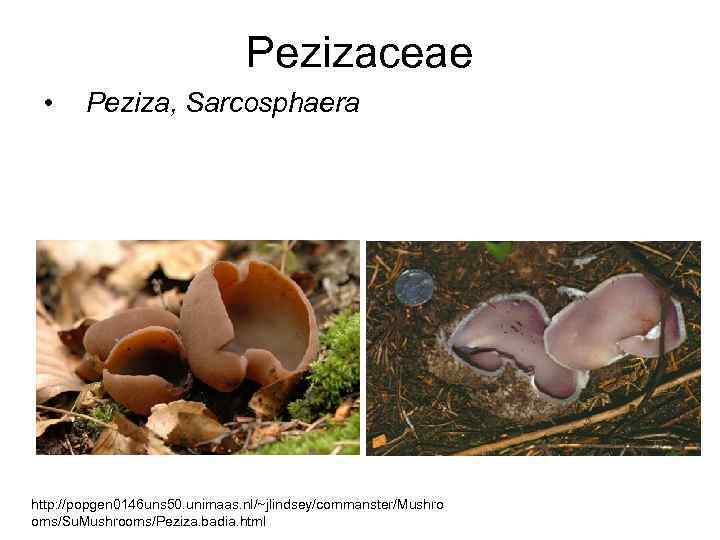 Pezizaceae • Peziza, Sarcosphaera http: //popgen 0146 uns 50. unimaas. nl/~jlindsey/commanster/Mushro oms/Su. Mushrooms/Peziza. badia.