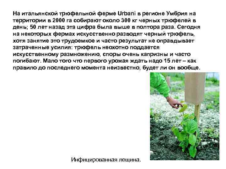 На итальянской трюфельной ферме Urbani в регионе Умбрия на территории в 2000 га собирают