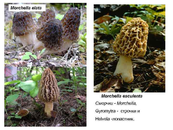 Morchella elata Morchella esculenta Сморчки - Morchella, Gyromytra - строчки и Morchella deliciosa Helvela