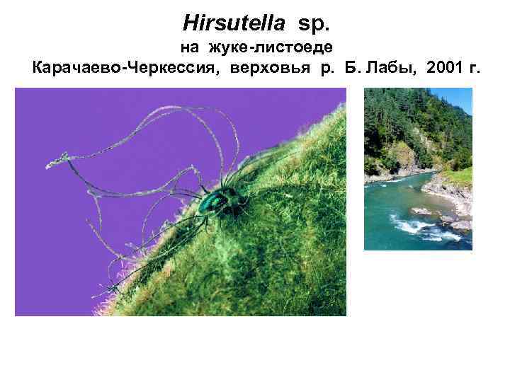 Hirsutella sp. на жуке листоеде Карачаево Черкессия, верховья р. Б. Лабы, 2001 г. 