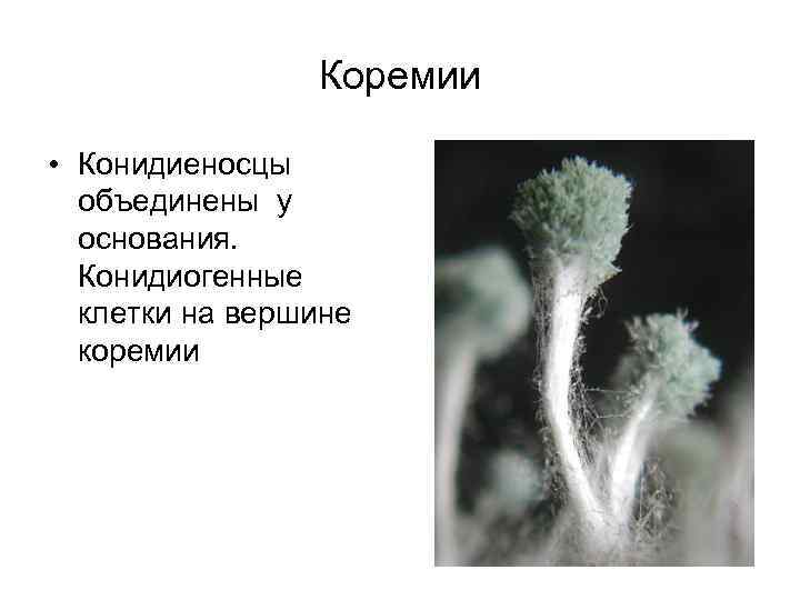 Коремии • Конидиеносцы объединены у основания. Конидиогенные клетки на вершине коремии 