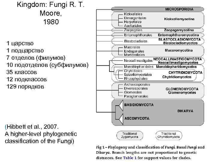 Kingdom: Fungi R. T. Moore, 1980 1 царство 1 подцарство 7 отделов (филумов) 10
