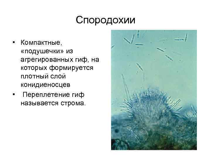 Спородохии • Компактные, «подушечки» из агрегированных гиф, на которых формируется плотный слой конидиеносцев •