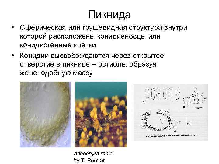 Пикнида • Сферическая или грушевидная структура внутри которой расположены конидиеносцы или конидиогенные клетки •