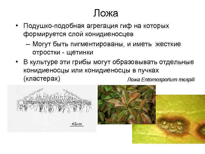Ложа • Подушко-подобная агрегация гиф на которых формируется слой конидиеносцев – Могут быть пигментированы,