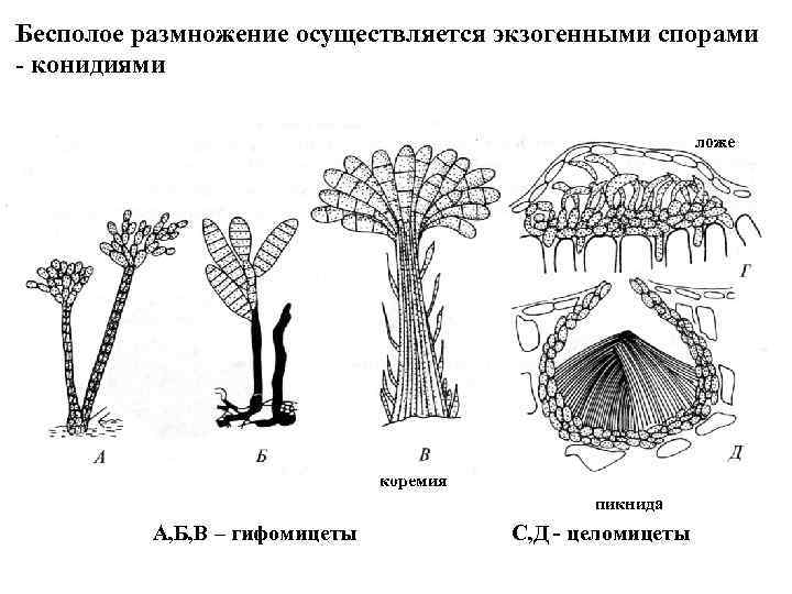 Размножение осуществляется