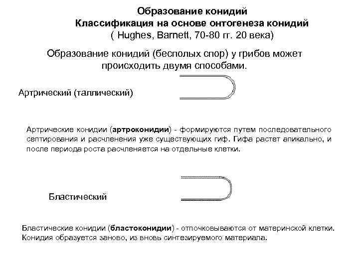Образование конидий Классификация на основе онтогенеза конидий ( Hughes, Barnett, 70 -80 гг. 20