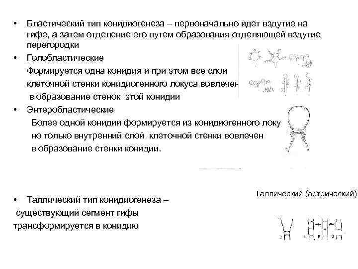  • • • Бластический тип конидиогенеза – первоначально идет вздутие на гифе, а
