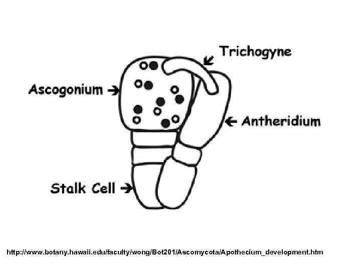 http: //www. botany. hawaii. edu/faculty/wong/Bot 201/Ascomycota/Apothecium_development. htm 