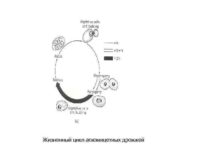 Жизненный цикл аскомицетных дрожжей 