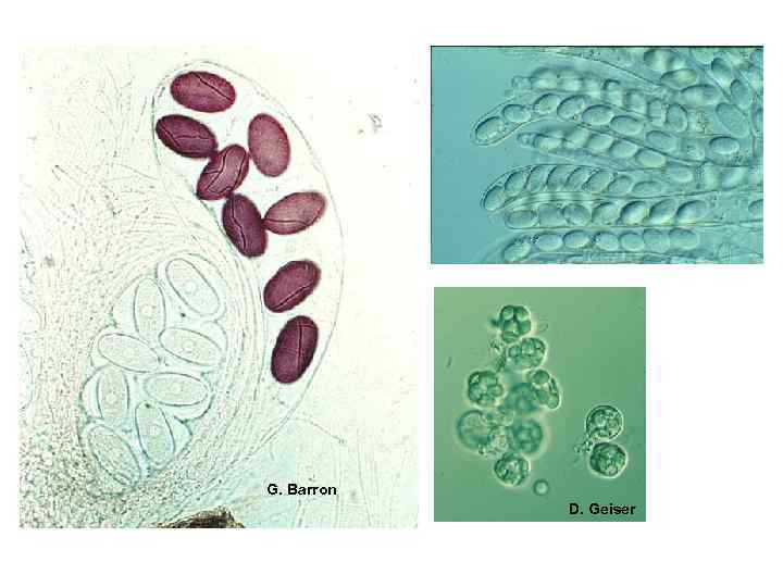 G. Barron D. Geiser 