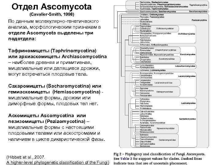 Отдел Ascomycota (Cavalier Smith, 1998) По данным молекулярно-генетического анализа, морфологическим признакам в отделе Ascomycota