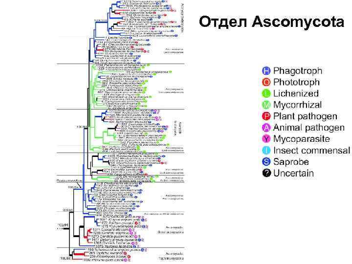 Отдел Ascomycota 
