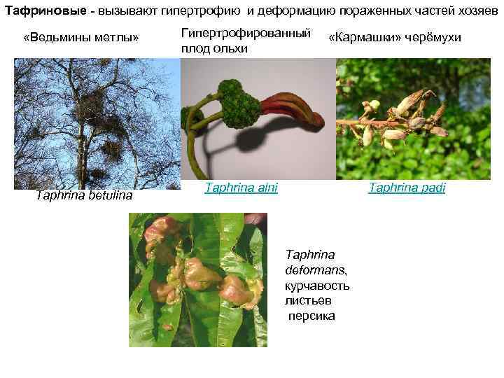 Тафриновые вызывают гипертрофию и деформацию пораженных частей хозяев «Ведьмины метлы» Taphrina betulina Гипертрофированный плод