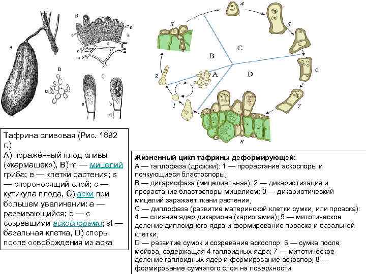 Тафрина сливовая (Рис. 1892 г. ) A) поражённый плод сливы ( «кармашек» ), B)