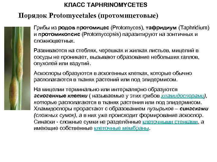 КЛАСС TAPHRINOMYCETES Порядок Protomycetales (протомицетовые) Грибы из родов протомицес (Protomyces), тафридиум (Taphridium) и протомикопсис
