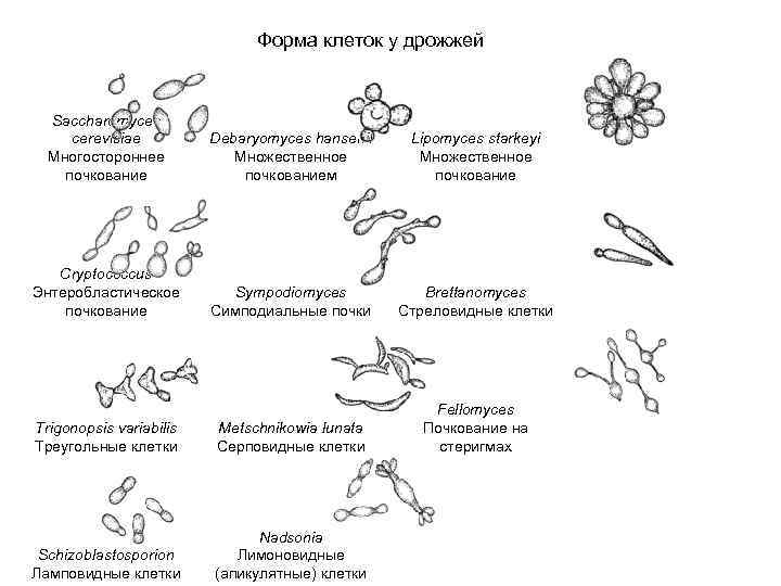Форма клеток у дрожжей Saccharomyces cerevisiae Многостороннее почкование Debaryomyces hansenii Множественное почкованием Lipomyces starkeyi