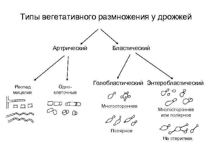 Вегетативное размножение грибов схема