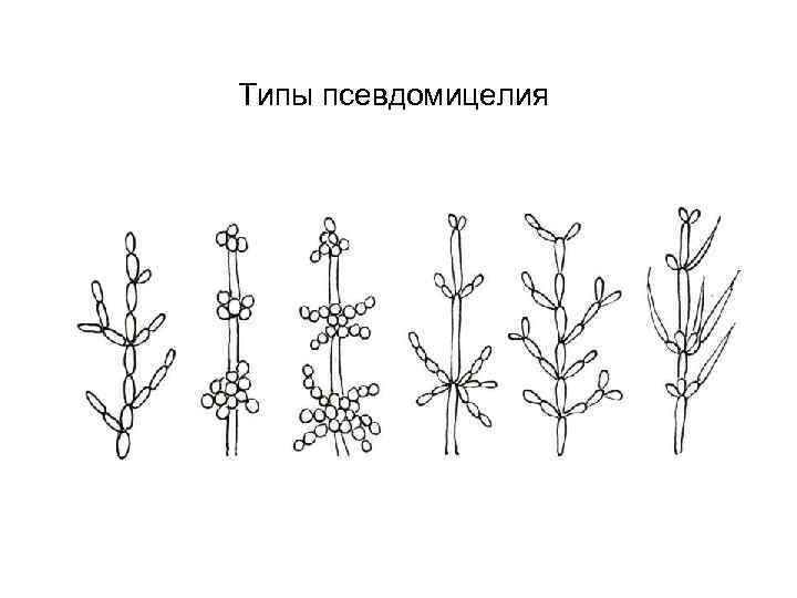 Типы псевдомицелия 