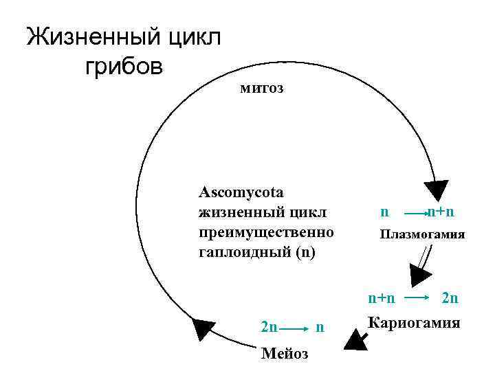 Гаплоидный жизненный цикл