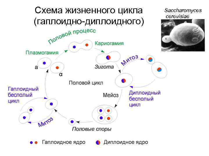 Схема жизненного цикла (гаплоидно-диплоидного) Saccharomyces cerevisiae 