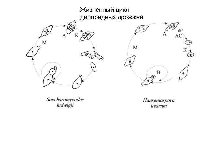 Жизненный цикл диплоидных дрожжей 
