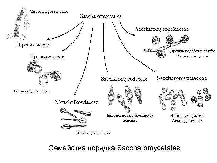 Многоспоровые аски Saccharomycetales Saccharomycopsidaceae Dipodascaceae Дрожжеподобные грибы Аски на мицелии Lipomycetaceae Saccharomycodaceae Saccharomycetaceae Мешковидные