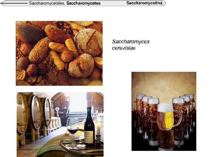 Saccharomyces cerevisiae 