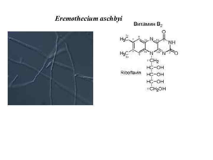 Eremothecium aschbyi Витамин В 2 