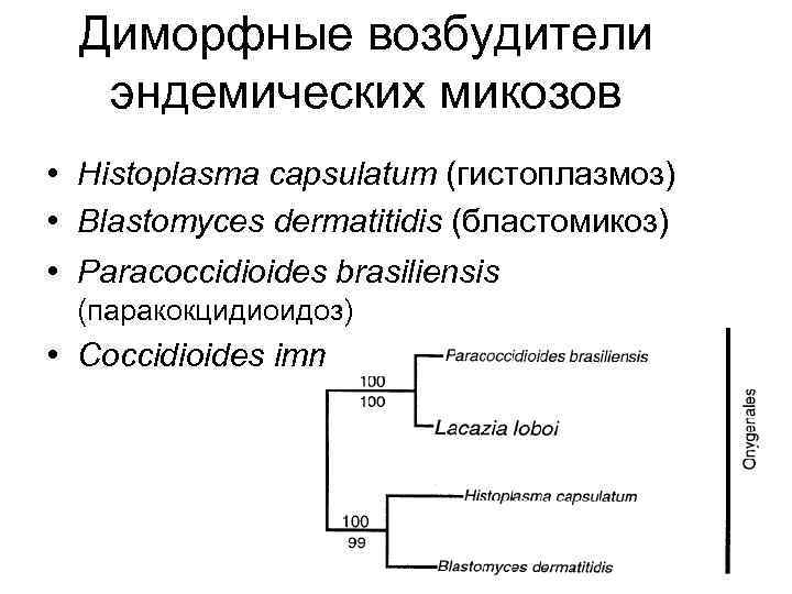Диморфные возбудители эндемических микозов • Histoplasma capsulatum (гистоплазмоз) • Blastomyces dermatitidis (бластомикоз) • Paracoccidioides