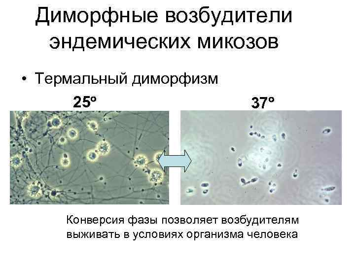 Диморфные возбудители эндемических микозов • Термальный диморфизм 25 37 Конверсия фазы позволяет возбудителям выживать