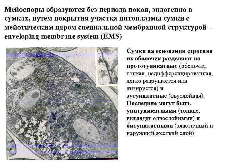 Мейоспоры образуются без периода покоя, эндогенно в сумках, путем покрытия участка цитоплазмы сумки с