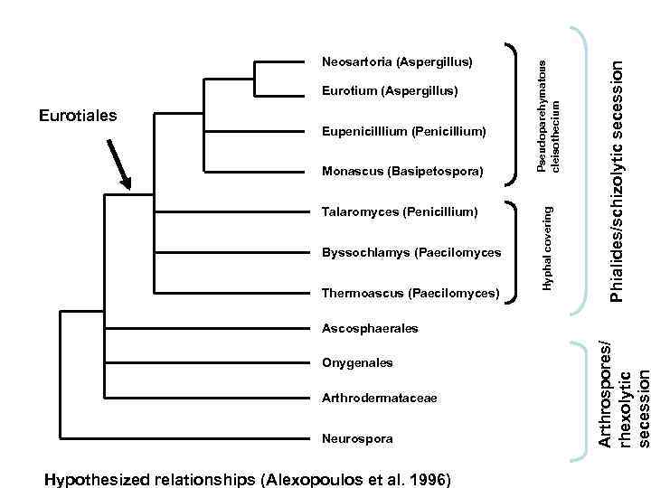Eupenicilllium (Penicillium) Monascus (Basipetospora) Talaromyces (Penicillium) Byssochlamys (Paecilomyces Thermoascus (Paecilomyces) Phialides/schizolytic secession Eurotiales Pseudoparehymatous