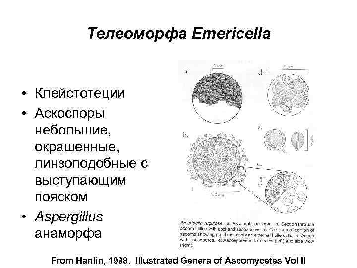 Телеоморфа Emericella • Клейстотеции • Аскоспоры небольшие, окрашенные, линзоподобные с выступающим пояском • Aspergillus