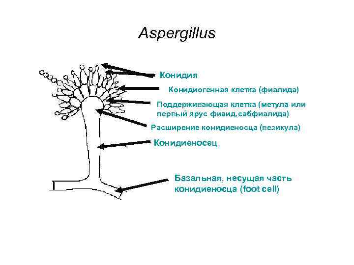 Aspergillus Конидия Конидиогенная клетка (фиалида) Поддерживающая клетка (метула или первый ярус фиаид, сабфиалида) Расширение