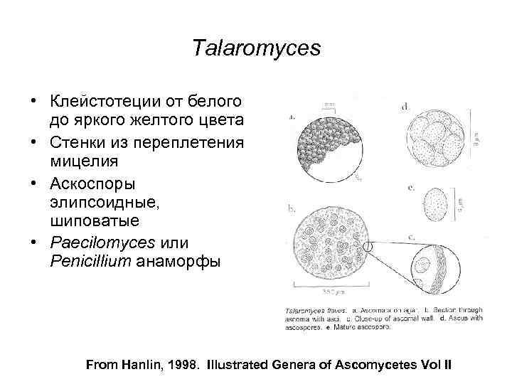 Talaromyces • Клейстотеции от белого до яркого желтого цвета • Стенки из переплетения мицелия