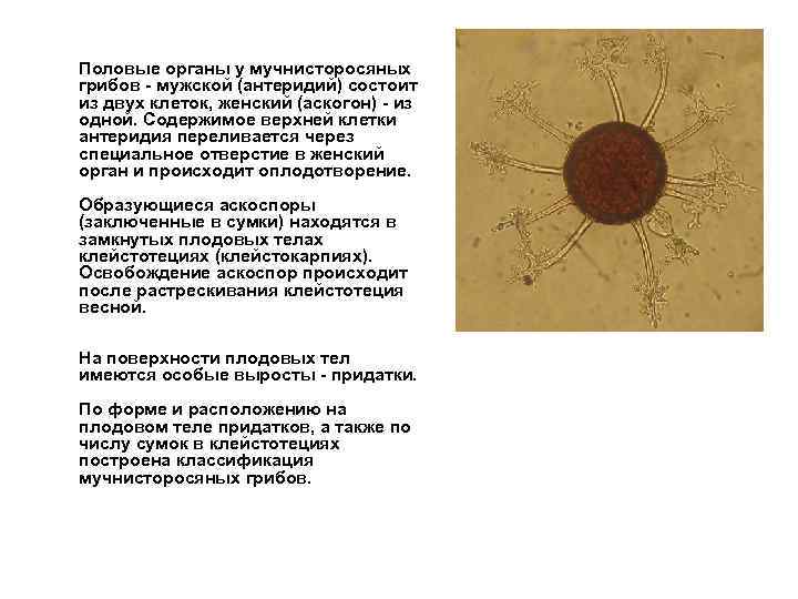 Половые органы у мучнисторосяных грибов мужской (антеридий) состоит из двух клеток, женский (аскогон) из