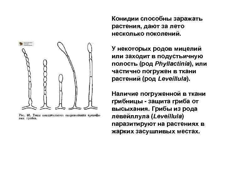 Конидии способны заражать растения, дают за лето несколько поколений. У некоторых родов мицелий или