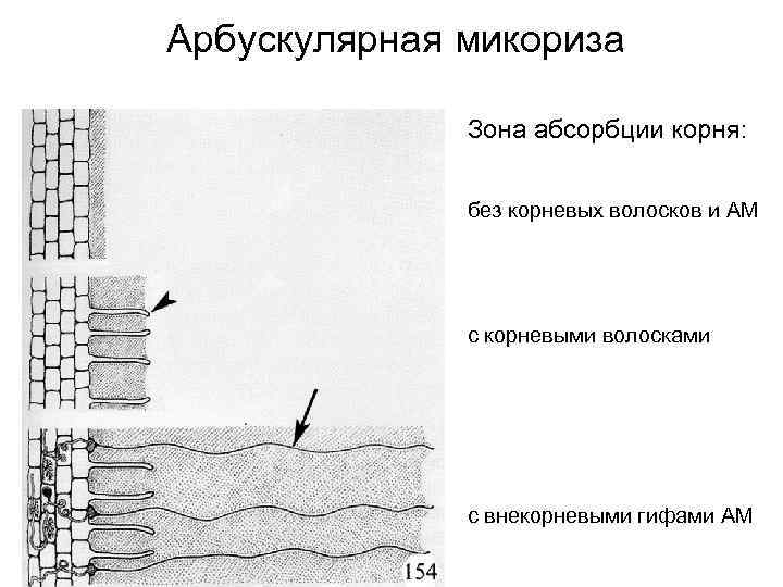Арбускулярная микориза Зона абсорбции корня: без корневых волосков и АМ с корневыми волосками с