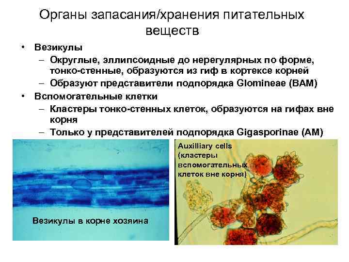 Органы запасания/хранения питательных веществ • Везикулы – Округлые, эллипсоидные до нерегулярных по форме, тонко-стенные,