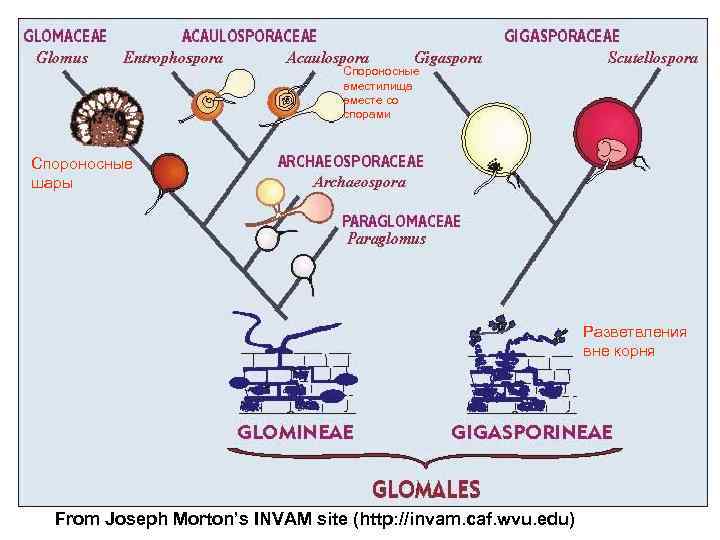Спороносные вместилища вместе со спорами Спороносные шары Разветвления вне корня From Joseph Morton’s INVAM